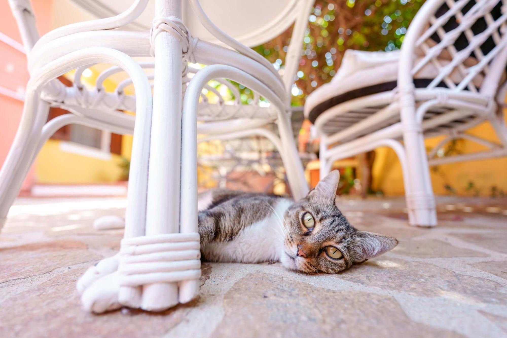 Il Piccolo Giardino Rooms & Breakfast Вилласимиус Экстерьер фото