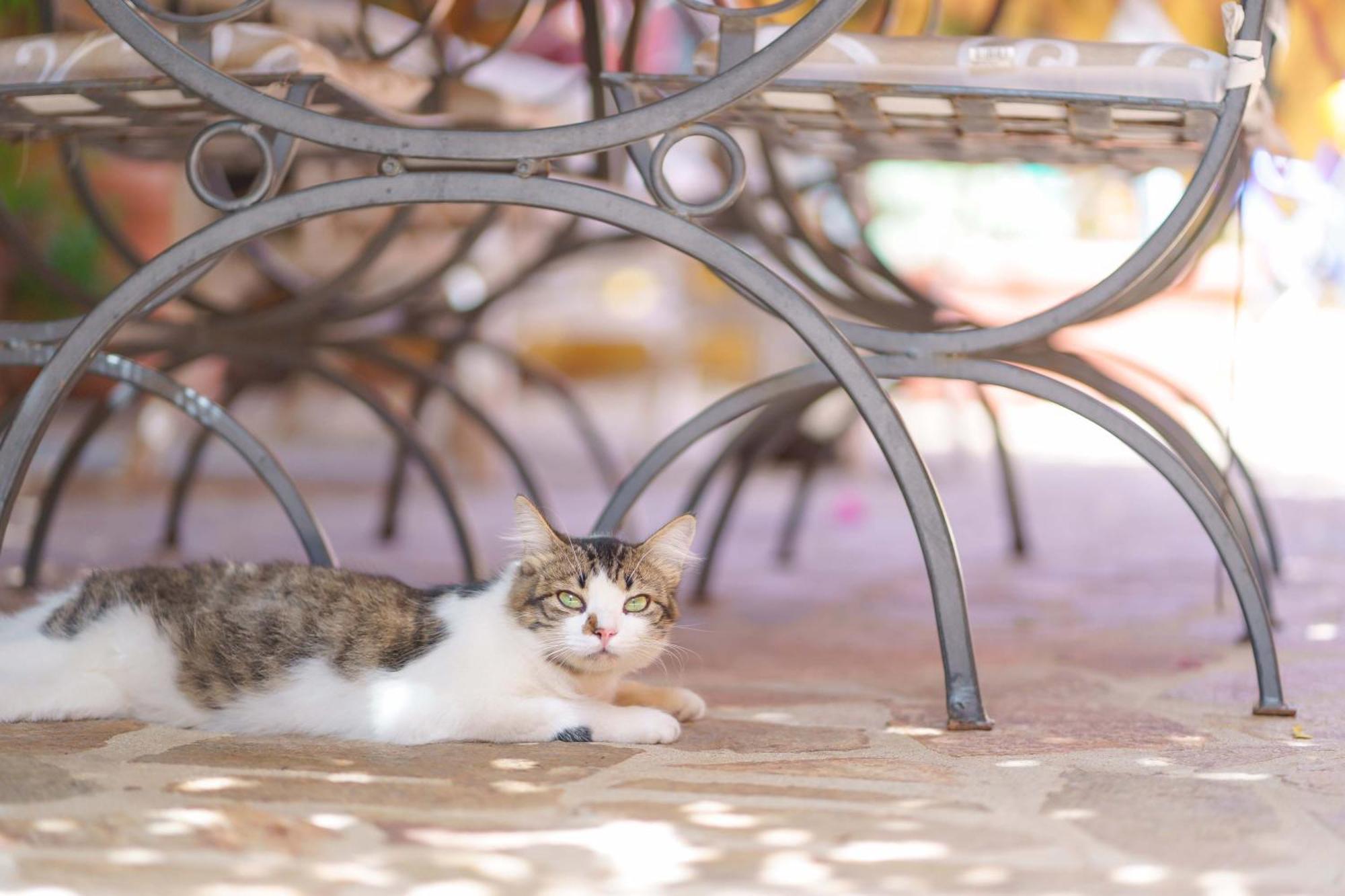 Il Piccolo Giardino Rooms & Breakfast Вилласимиус Экстерьер фото